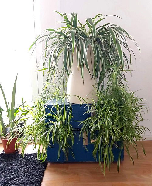 Tricks to Grow a Spilling Spider Plant 2