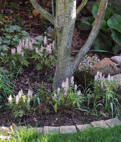 top Shade Loving Perennials You Didn't Know