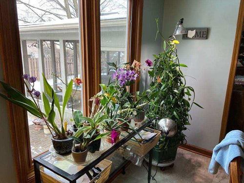 Window-Side Orchid Jungle