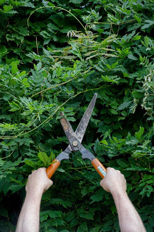 Why You Should Prune These Plants Before Spring Starts 1