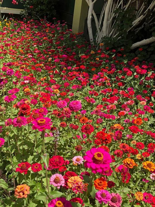 Reseeding Annuals that Bloom Again and Again 2