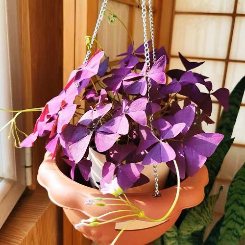 Purple Plants to Grow in Hanging Baskets 1