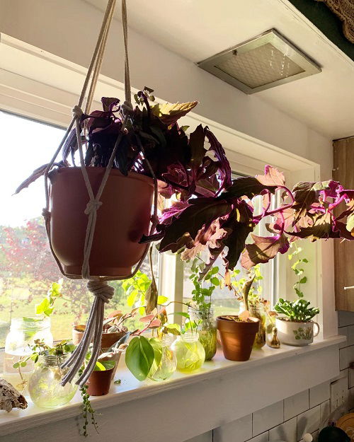 indoor purple plants