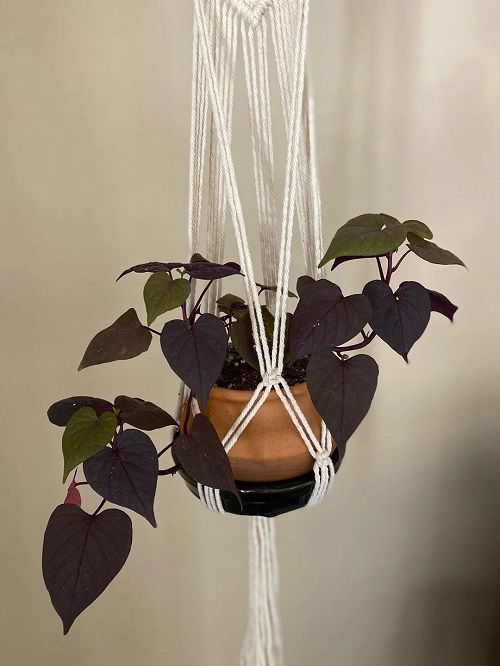 Purple Plants to Grow in Hanging Baskets 2