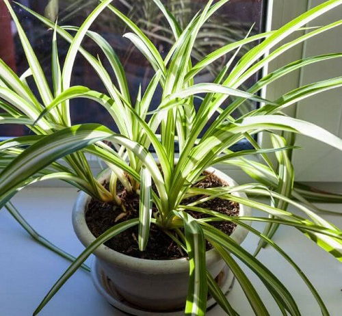 Tricks to Grow a Spilling Spider Plant 2