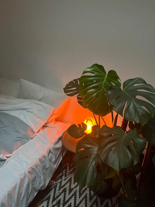 Display Monstera on the Side of the Bed