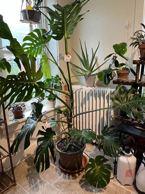 Best Corner Spaces to Display Monstera Plants 3