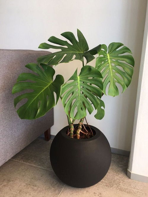 Best Corner Spaces to Display Monstera Plants 1