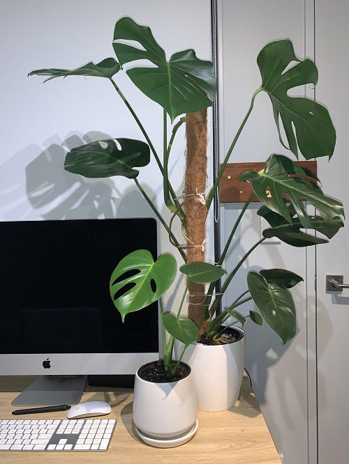 Best Corner Spaces to Display Monstera Plants 5