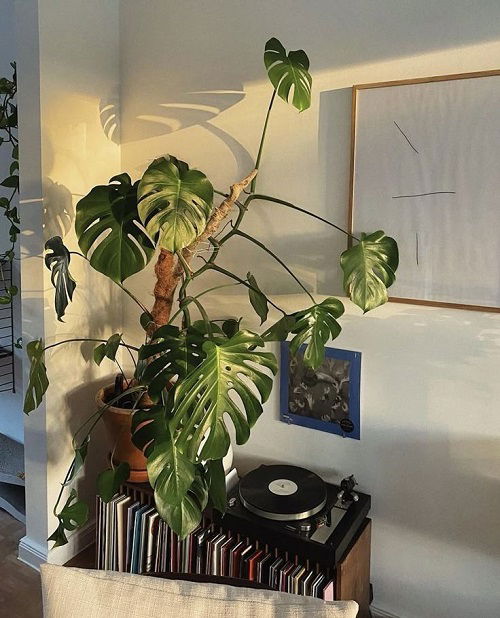 Inspiring Corner Spaces to Display Monstera Plants 1