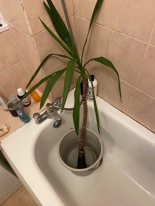 Trending Plants in water in bathroom ideas 3