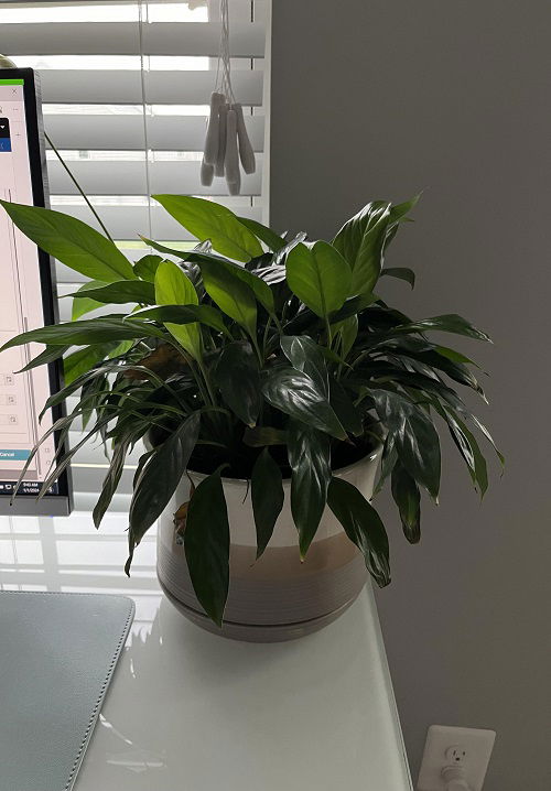 peace lily near work from office setup