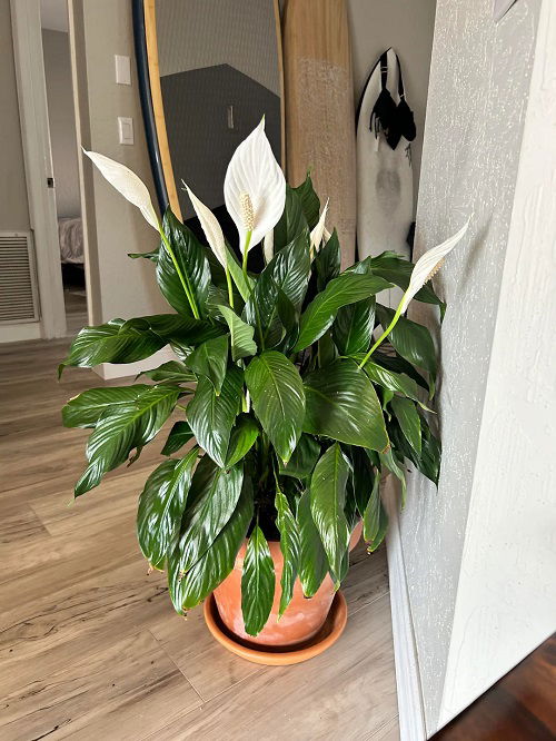 Always Keep Your Peace Lilies at These Spots for Best Growth 1