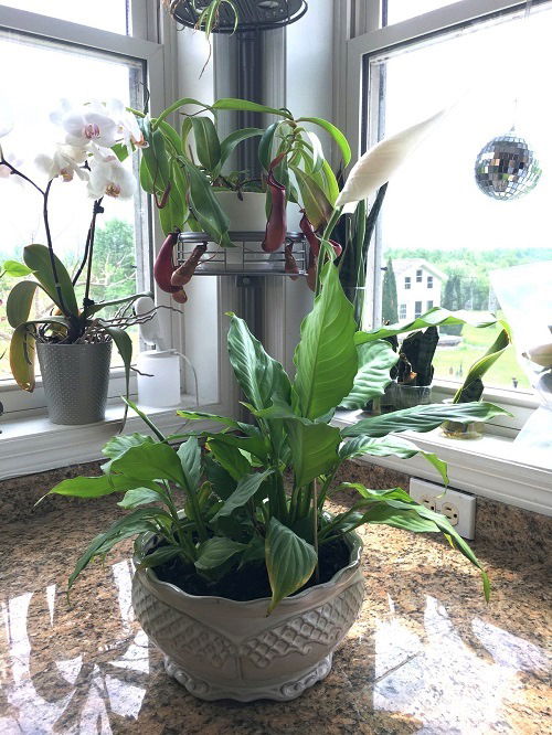 peace-lily-near-kitchen window-Always Keep Your Peace Lilies at These Spots for Best Growth