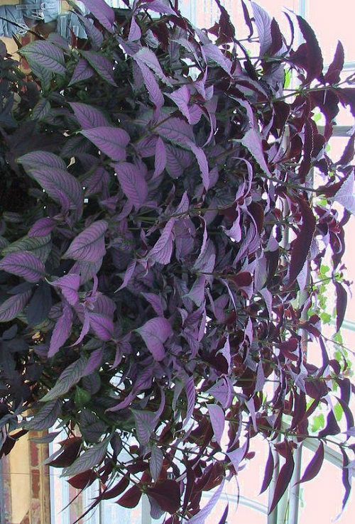 outdoor Hanging purple plants 3