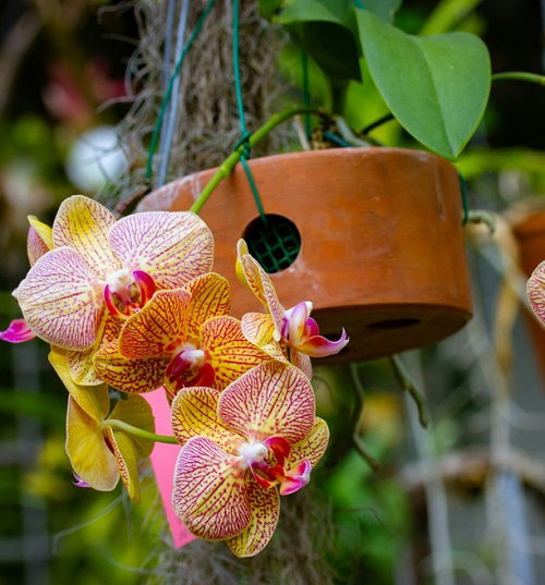 Orchids display ideas 3