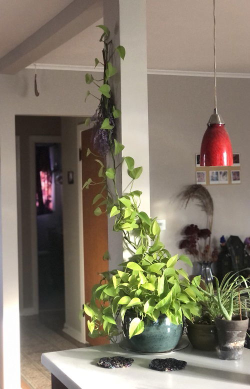 pothos arrangement indoor 6