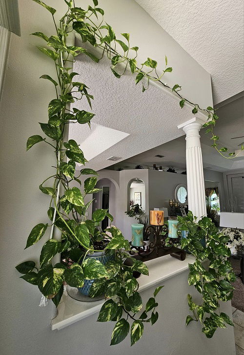 pothos arrangement indoor 7