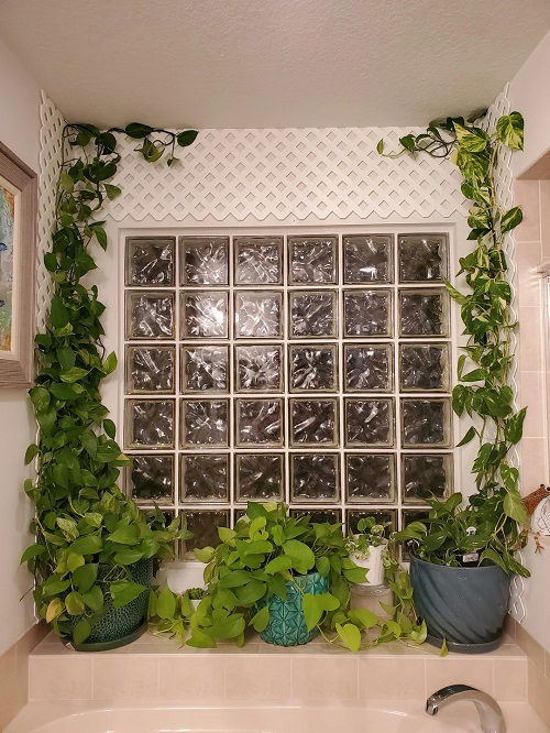 pothos arrangement indoor 2