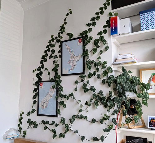 Pothos Wall Art Ideas 2