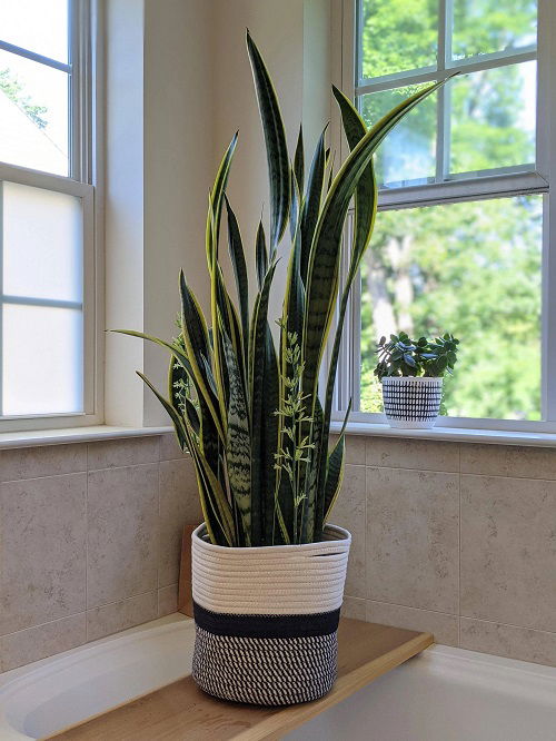 display Snake Plants 4