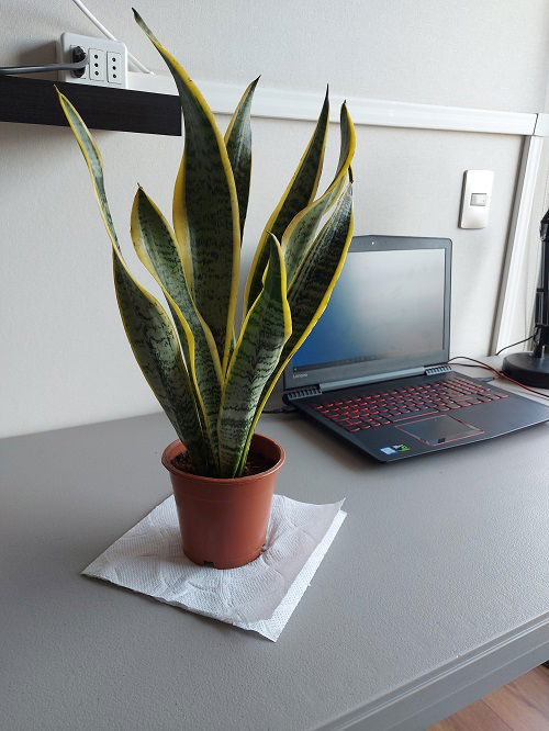 display Snake Plants 3