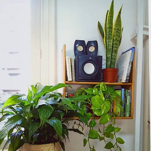 snake plant on book shelf