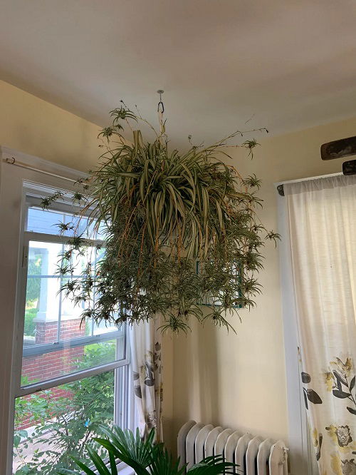 Spider plants in hanging basket