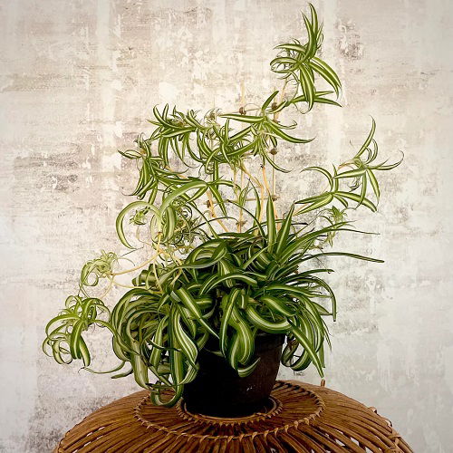 Spider plant trellis