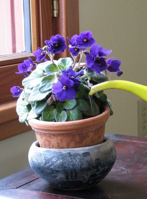 6 African Violet Watering Tips