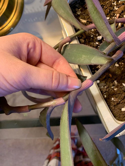 seedling in garden
