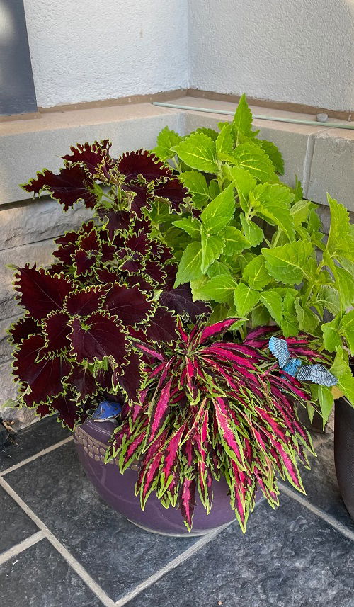 Best coleus combinations together 3