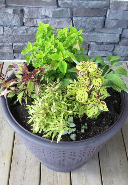 mix coleus in pot