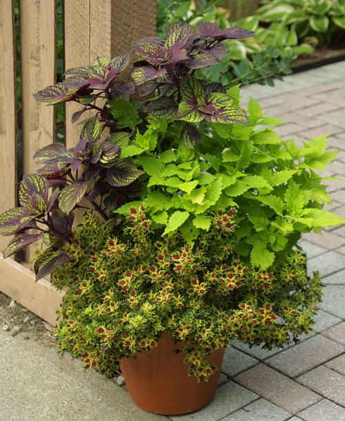 Best coleus combinations together 4