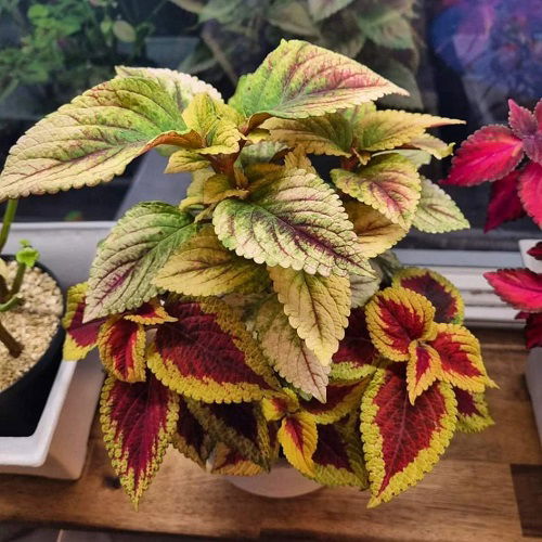 Best coleus combinations together 2