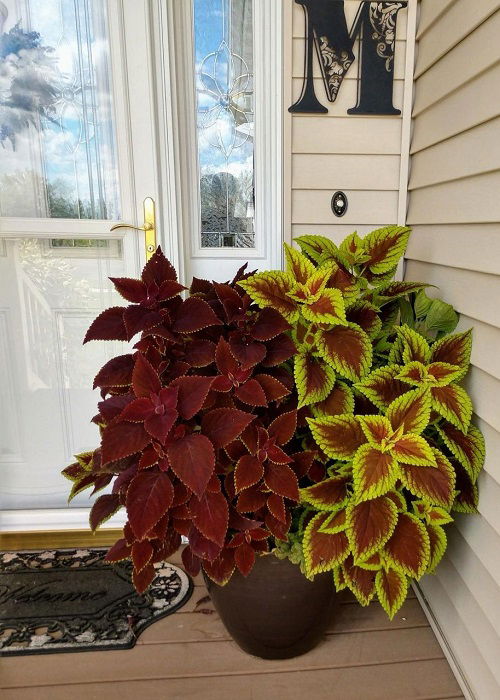 Best coleus combinations together 1