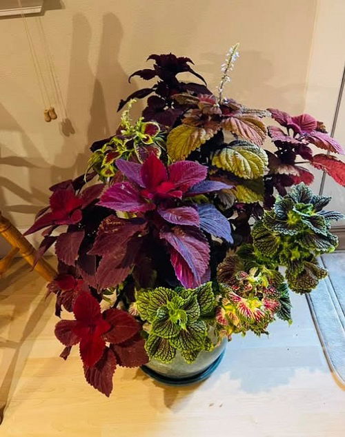 mix coleus in pot 4