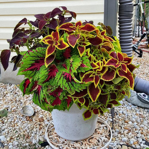 mix coleus in pot 5