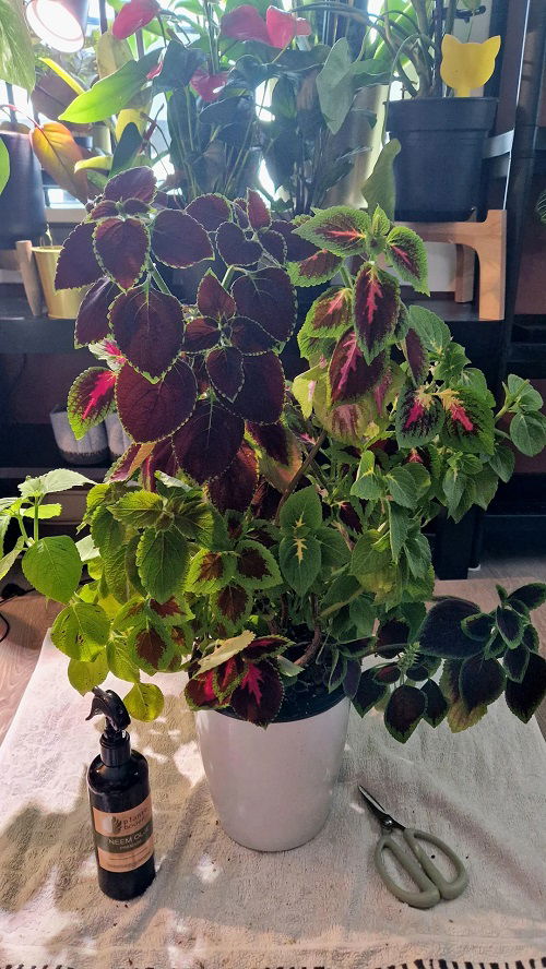 mix coleus in pot 3