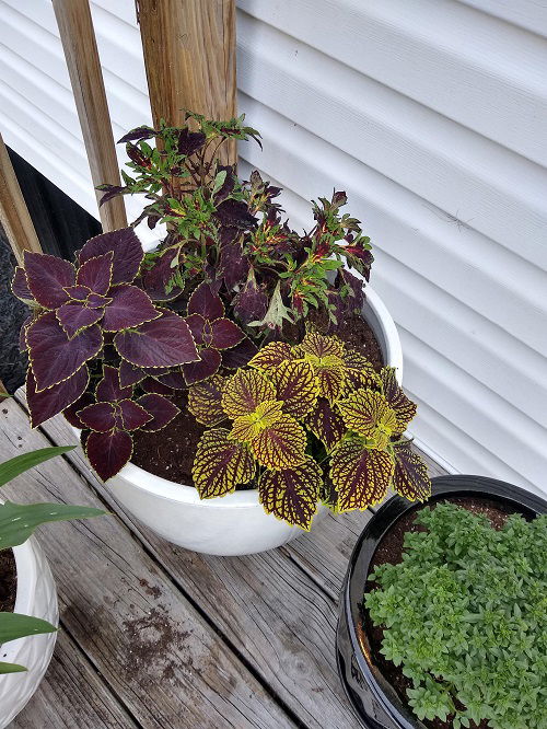 colorful coleus in garden 2