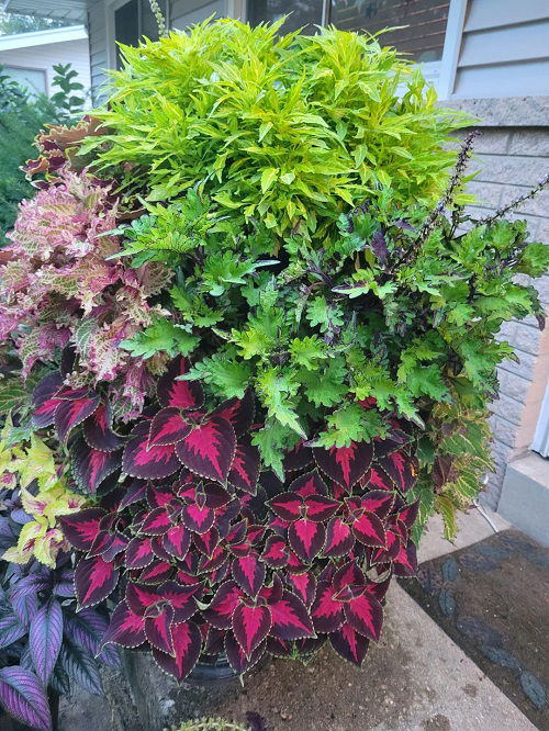 colorful coleus in garden 3