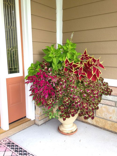 colorful coleus in garden 4