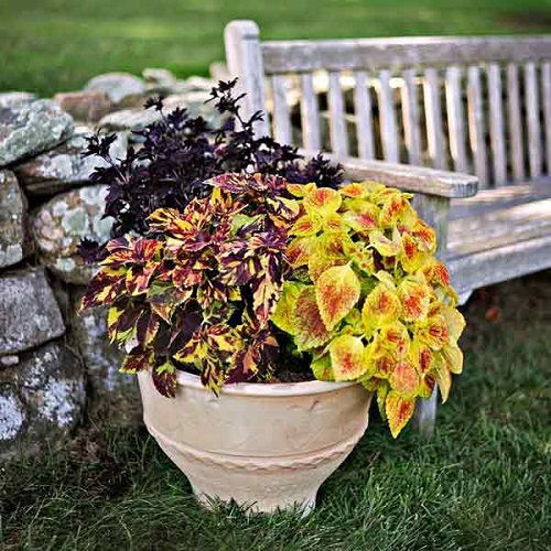 colorful coleus in garden 5