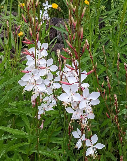 Plants That Look Like Butterflies