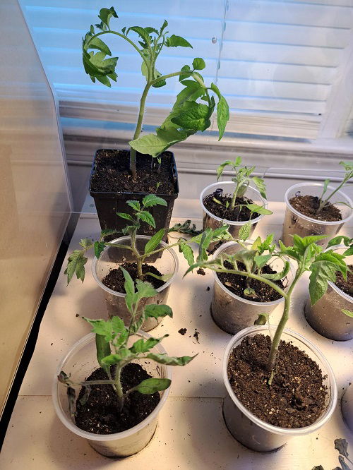 transplanting seeds 2